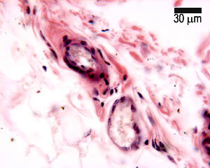 Quiz image D