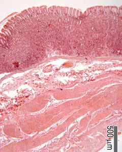 Layers of the stomach