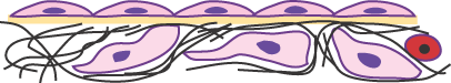 Diagram of tunica adventitia