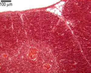 Part of the cortex and medulla