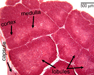 Thymus