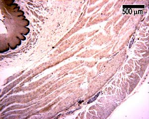 Upper oesophagus
