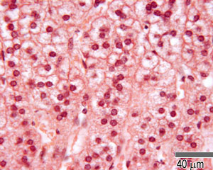 Zona fasciculata