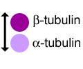 Diagram of microtubule subunit