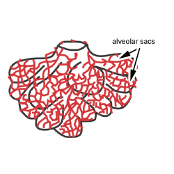 Diagram of alveoli