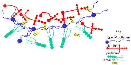 Diagram of proteins in basement membrane