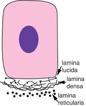 Diagram of layers in basement membrane