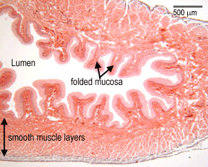 Bladder