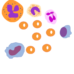 Diagram of various blood cells