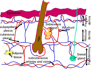Blood supply diagram