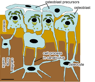 Diagram of bone cells
