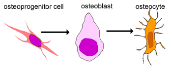 Diagram of bone cells