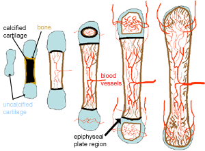 Diagram showing bone growth