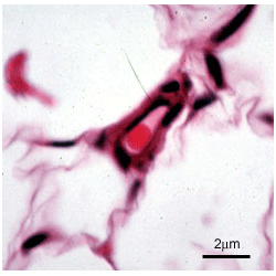 Quiz image E