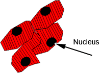 Diagram of cardiac cells