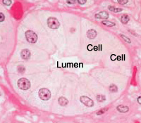 H&E stained cells