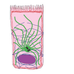 Diagram of cell with filaments