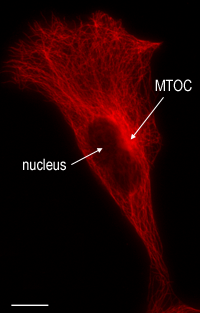Microtubules in cell