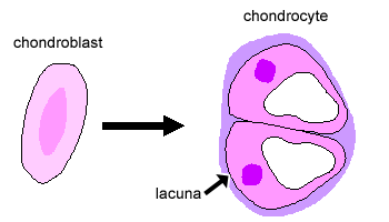 Diagram of cartilage