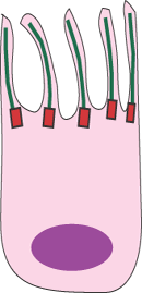 Ciliated cell