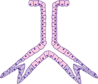 Compound branched tubular gland diagram