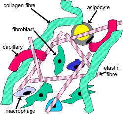 Diagram of connective tissue