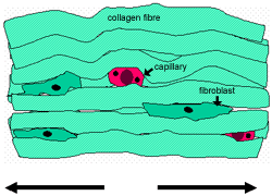 Diagram of dense regular connective tissue 