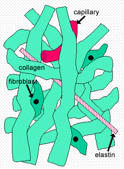 Diagram of dense irregular connective tissue