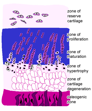 Diagram of epiphyseal growth plate