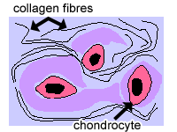 Diagram of fibrocartilage