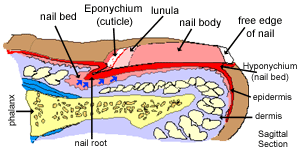 Diagram of nail sagittal section