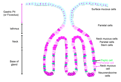 Gastric gland and pit diagram