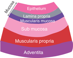 Layers of the Gastrointestinal Tract