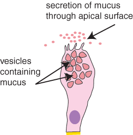 Goblet cell