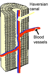 Diagram of haversian canal