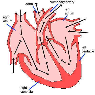 The heart