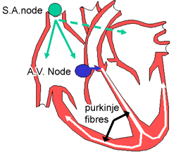 The SA node