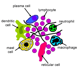 Diagram of the immune cells