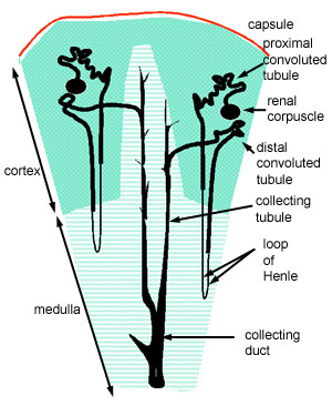 Cortex and medulla of the kidney