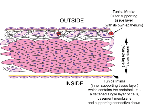 Diagram of layers
