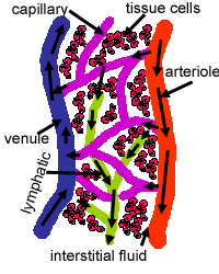 Lymphoid tissue