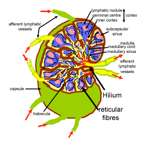 Diagram of lymph node