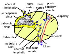 Diagram of lymph node
