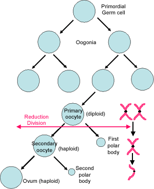 Diagram of meiosis in oogenesis