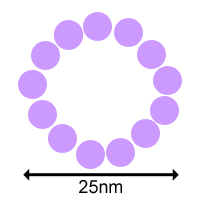 Cross-sectional diagram of microtubule