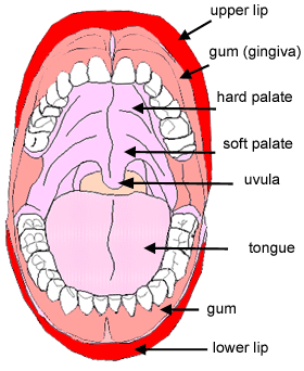 Diagram of mouth