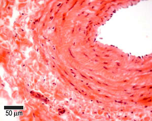 Quiz image G