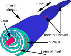 Diagram of the structure of a nerve
