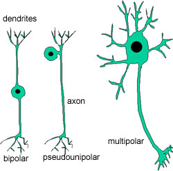 Diagram of neurons