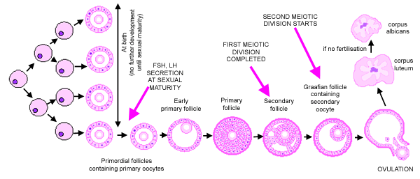 Oogenesis diagram